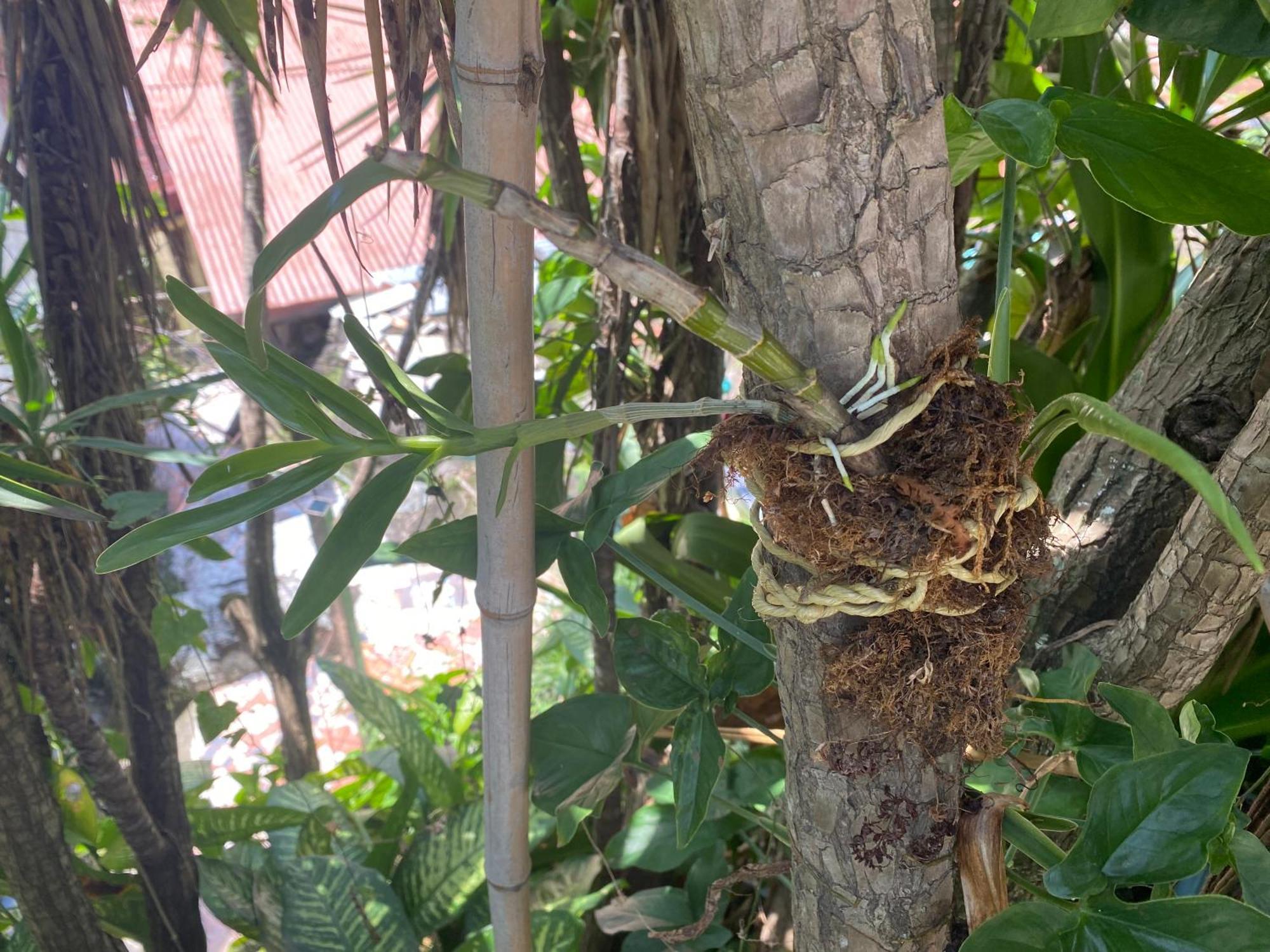 Hotel Owl House Piedades Zewnętrze zdjęcie